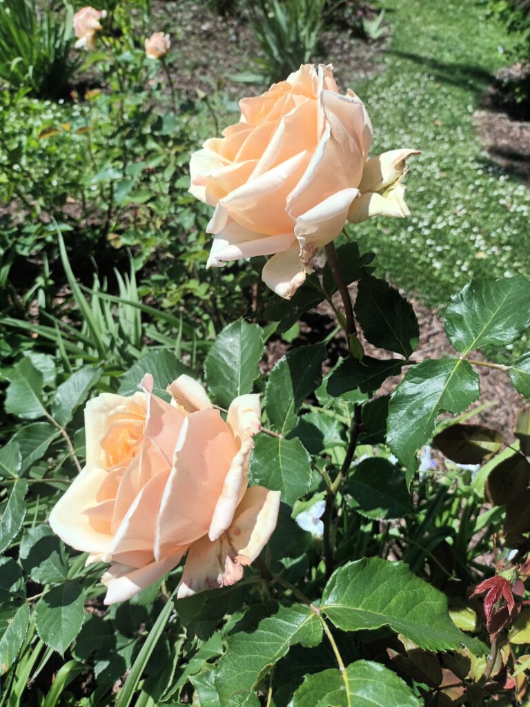 Rose en fleur dans la roseraie de Doué-la-Fontaine au printemps en Maine-et-Loire.
