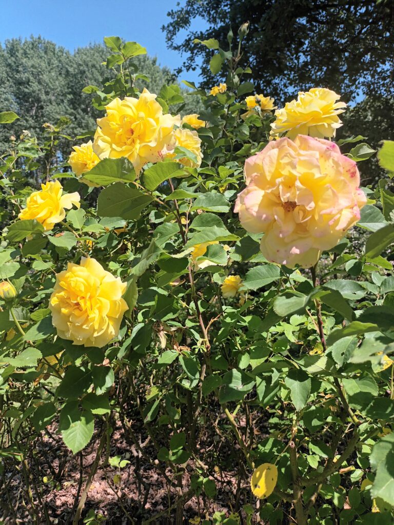 Variétés de roses en fleurs dans la roseraie de Doué-la-Fontaine au printemps dans le Saumurois.