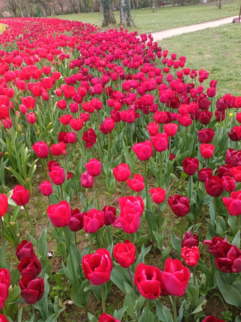 Ruban de tulipes dans les jardins du château de Cheverny au printemps dans le Loir-et-Cher.