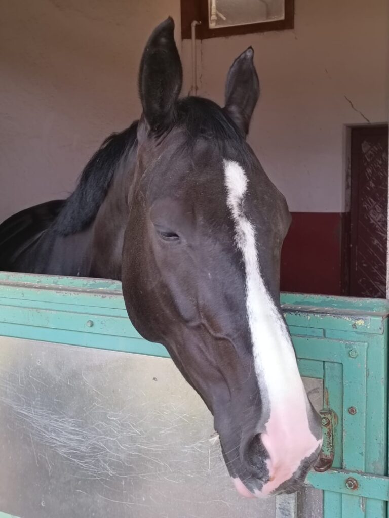 Jean Dujardin, célèbre cheval du Cadre Noir de Saumur